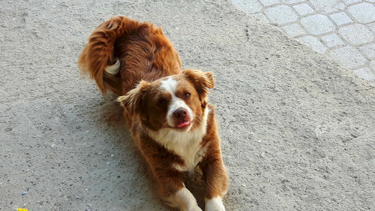 Australian Shepherd