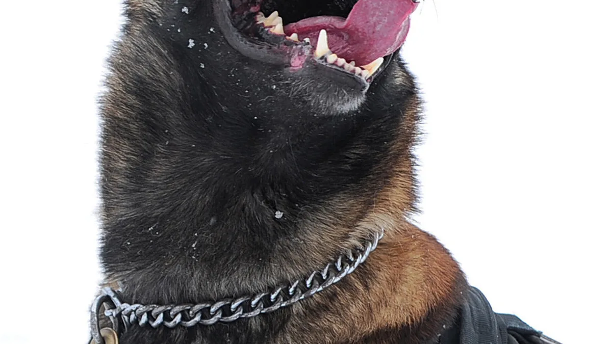 Belgian Malinois